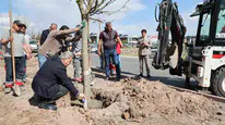 Melikgazi’de fidan bekleme dönemi bitti: Belediye 10 yıllık ağaçları toprakla buluşturuyor