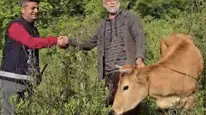 Ölümle burun buruna gelen düve için nefes kesen kurtarma: 10 metrelik uçurumdan sağ çıkarıldı