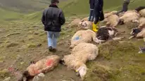 Doğa felaketi geçim kaynağını vurdu: Bir anda 30 koyununu kaybetti