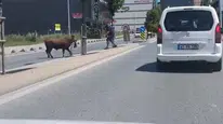 Arnavutköy’de kurbanlık dana paniği: Sokakları birbirine kattı, yakalanması saatler sürdü