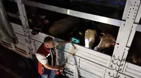 İstanbul’un kurbanlık mesaisi başladı: Giriş noktalarında sıkı denetim