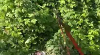 Kurbanlık inek paniğe kapıldı: 250 bin liralık kurtarma operasyonu saatler sürdü