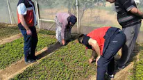 Emet’te seracılık atağı: Uzmanlar sahaya indi, verimi artırmak için düğmeye basıldı