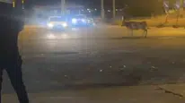 Kurban Bayramı telaşı Nusaybin trafiğini kilitledi: İnek kaçtı, vatandaşlar seferber oldu