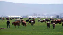 Kurbanlık alacaklar dikkat: Sosyal medyadaki "ucuz fiyat" tuzağı bayram sevincinizi çalmasın