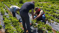 Beyşehir’de çilek hasadı öncesi pestisit denetimleri
