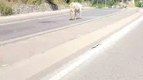Ümraniye'de cadde ortasında başıboş inek yola çıktı