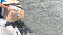 Aydın'da menşei belgesiz yengeç yakalandı