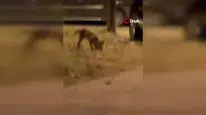 Yiyecek arayan tilki Akçadağ'da mahalle sokaklarında görüldü