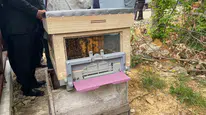 Sinop’ta Arıların Yeni Adresi: 45 Hektarlık Alanda Bal Üretimine Dev Destek