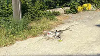 Alaplı'da gaz kaçağı nedeniyle piknik tüpü alev aldı