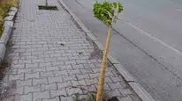 Patnos’ta yeni dikilen 15 ağaca zarar verildi