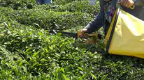 Çay üreticisini yakından ilgilendiren karar: Fabrikalar 24 saatliğine kepenk indiriyor