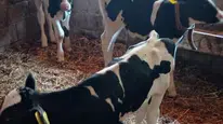 Edirne'de besicinin üçüz buzağı haberi, hayvancılıkla ilgili umut verici bir gelişme