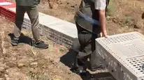 Elazığ'da doğal yaşamı desteklemek için 300 keklik doğaya salındı