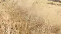 Çorum'da anız yangını 2 bin dönümlük alanı etkiledi