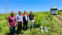 Mersin'de tropical sunshine karpuzu üreticileri sevindiriyor