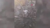 Polatlı'da yangın, anne kedinin yavrularını arama çabası gündeme geldi