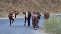 Aydın'ın Çine ilçesinde orman yangını: vatandaşlar hayvanlarını kurtardı