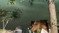 Tunceli'de piknik yapanlara bozayı sürprizi