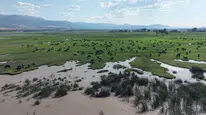 Tokat'ta mandaların serinleme anları belgeseli aratmadı