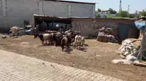 Hayvancılığa adım atan 16 yaşındaki Esma, ailesine büyük destek sağlıyor