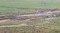 Ardahan'da şiddetli sağanak ve dolu tarımda zarara yol açtı