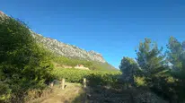 Sıcak hava ve yağışlar siyah incirde rekolte kaybına yol açtı