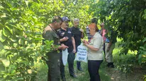 Muğla'daki turunçgil alanlarında sürdürülebilir biyolojik mücadele adımları