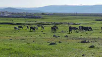 Ardahan'da kuduz vakası sonrası karantina uygulaması başladı