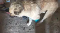 Antalya'da çoban köpeğine kurşun: Hayvancının dramı