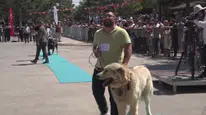 Sivas'ta Kangallar güzellik yarışmasında buluştu