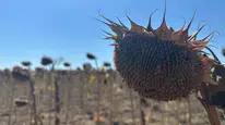 Tekirdağ'da ayçiçeği denemeleri ile iklim değişikliğine karşı çözüm aranıyor