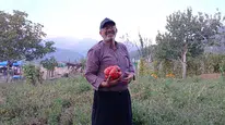 Osmaniye’de ata tohumundan dev bir domates yetiştirildi