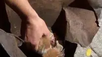 Küçük yavru kedi soba kovasından itfaiye sayesinde kurtarıldı