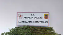 Serik’te jandarma kenevir operasyonu, 80 kök ele geçirildi