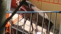 Büyükada'daki son atların sevki hayvanseverleri harekete geçirdi