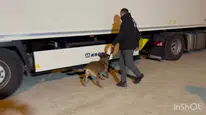 Narkotik köpeği Pera, tırda uyuşturucu maddeyi buldu: 1 kişi gözaltında