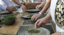 Bodrum'da gastronomi deneyimi: Denizde toplanan börülceler mutfakta hayat buldu