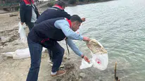 Havza'da göletler için önemli adım: 110 bin yavru sazan suyla buluştu