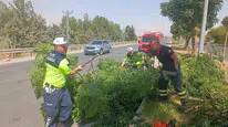 Kuvvetli rüzgar yolda tehlike yarattı: Ağaç devrildi ve trafik önlendi