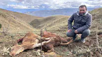 Erzincan'da ayı saldırısı: 2 buzağı kurtarılamadı