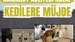 Kamu düzeni ve merhamet bir arada: Bakırköy’ün kedileri yeni yuvaya kavuşuyor