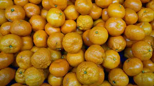 Türk mandalinası dünyayı fethetti... İhracatta tüm zamanların rekoru kırıldı!