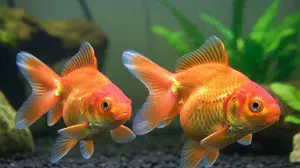 Japon Balığının Cinsiyeti Nasıl Anlaşılır? Erkek ve Dişiyi Ayırt Eden 5 Kesin İşaret