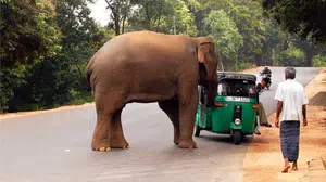 Hindistan’da yerleşimlere inen fil sürüleri can aldı!