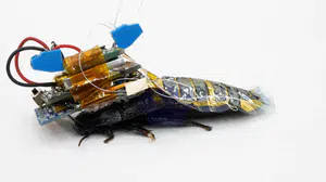 Drone yetmedi, böcekler devrede: Almanya’dan biyonik hamam böceği projesi!