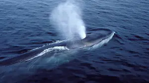 Arktik’ten alarm: Balinaların nefesinde katil virüs!