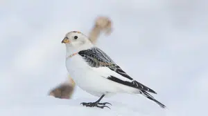 Kar kirazı kuşu fotoğrafları viral oldu! İşte gerçek