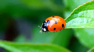 Rüyada uğur böceği görmek gerçekten şans mı getiriyor! İşte cevabı...